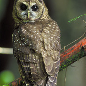Spotted Owl